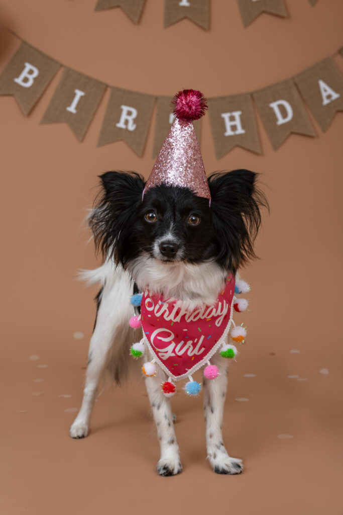 black and white dog wearing a birthday party hat for first birthday dog photo session