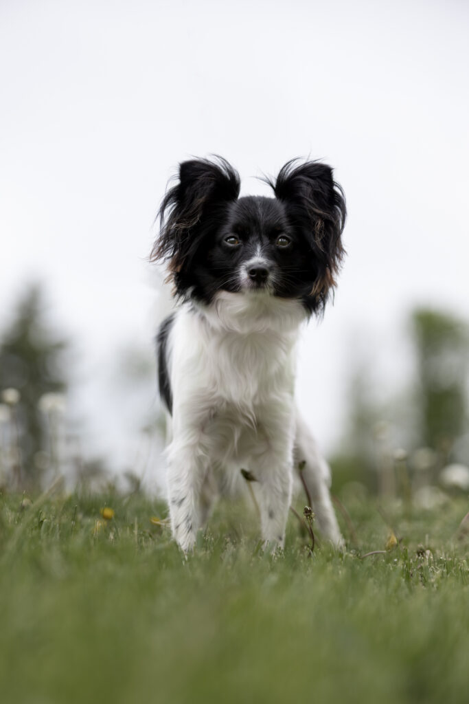 black and white dog standing in grass